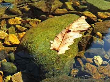 澳門正版精準(zhǔn)免費(fèi)——探索未來的機(jī)遇與挑戰(zhàn)，澳門正版精準(zhǔn)免費(fèi)，未來機(jī)遇與挑戰(zhàn)的探索