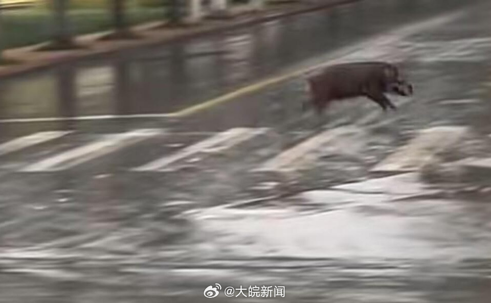 池州一高校內(nèi)驚現(xiàn)狂奔野豬，事件回顧與生態(tài)警示，池州高校野豬狂奔事件，回顧與生態(tài)警示