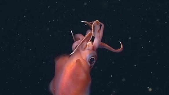 深海水族館隱藏魚最新發(fā)現(xiàn)，探索未知的深海奇跡，深海新發(fā)現(xiàn)揭秘，未知水族館隱藏魚種，探索深海奇跡之旅