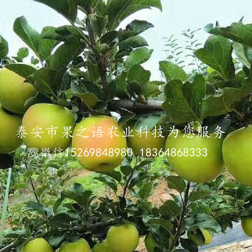 淳化瑞雪蘋果的種植歷史，一種傳統(tǒng)與現(xiàn)代融合的果實(shí)傳奇，淳化瑞雪蘋果，傳統(tǒng)種植與現(xiàn)代融合的果實(shí)傳奇