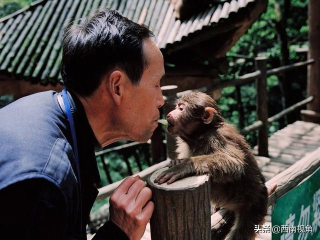 游客與猴子的沖突案例，探究原因與解決方案，游客與猴子沖突案例解析，探究起因及應(yīng)對策略