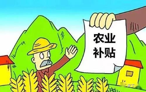 最新水稻補貼政策及其影響分析，最新水稻補貼政策及其影響深度解析