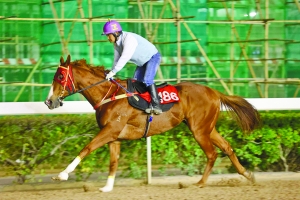 關于澳門特馬今晚開獎的討論，澳門特馬今晚開獎討論背后的犯罪風險警示