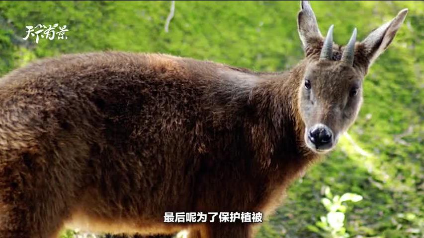 新澳2024今晚開(kāi)獎(jiǎng)資料四不像，探索彩票世界的神秘面紗，探索彩票世界的神秘面紗，新澳2024今晚開(kāi)獎(jiǎng)資料四不像