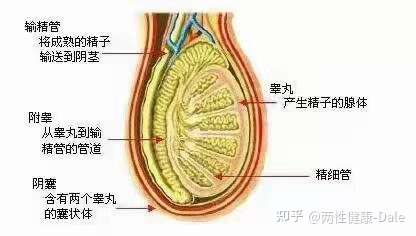 關(guān)于睪丸酮能否促進二次發(fā)育的問題探討，關(guān)于睪丸酮對二次發(fā)育影響的探討（敏感話題，請謹(jǐn)慎處理）