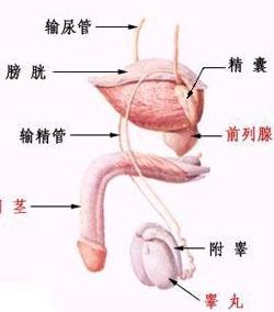 前列腺癌的癥狀及表現(xiàn)，前列腺癌的癥狀與表現(xiàn)概述