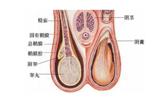 睪丸突然疼痛一會兒又不疼了，原因、影響與應(yīng)對措施，睪丸突發(fā)性疼痛的原因、影響及應(yīng)對措施解析