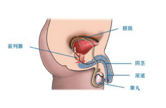 坦索羅辛治療前列腺炎，療程時長與治療效果分析，坦索羅辛治療前列腺炎，療程與效果深度解析