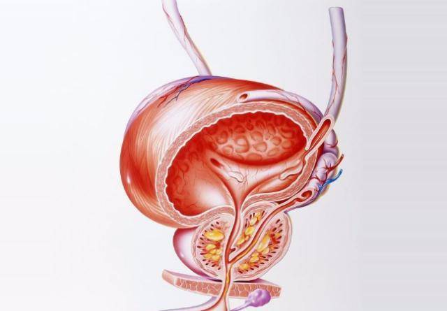 前列腺的位置及其重要性，前列腺的位置與功能重要性簡(jiǎn)介
